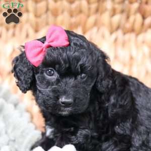 Rosa, Cavapoo Puppy